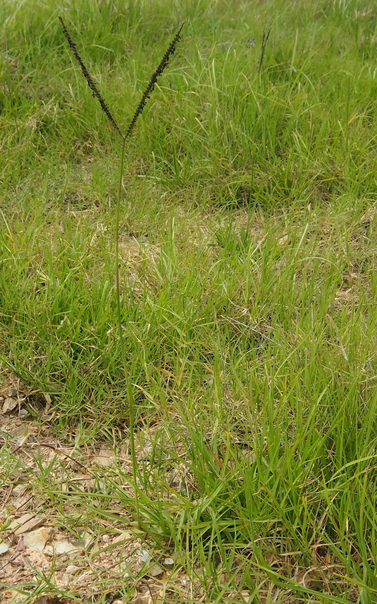 Bahia Grass (Paspalum notatum)