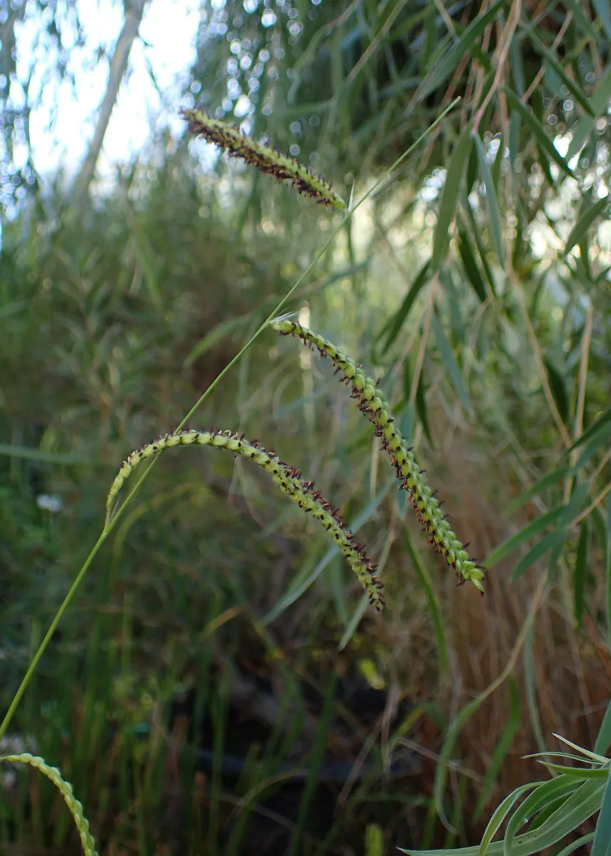Dallisgrass (Paspalum dilatatum)