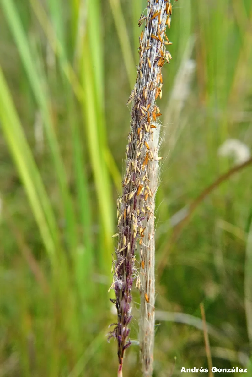 Cogongrass