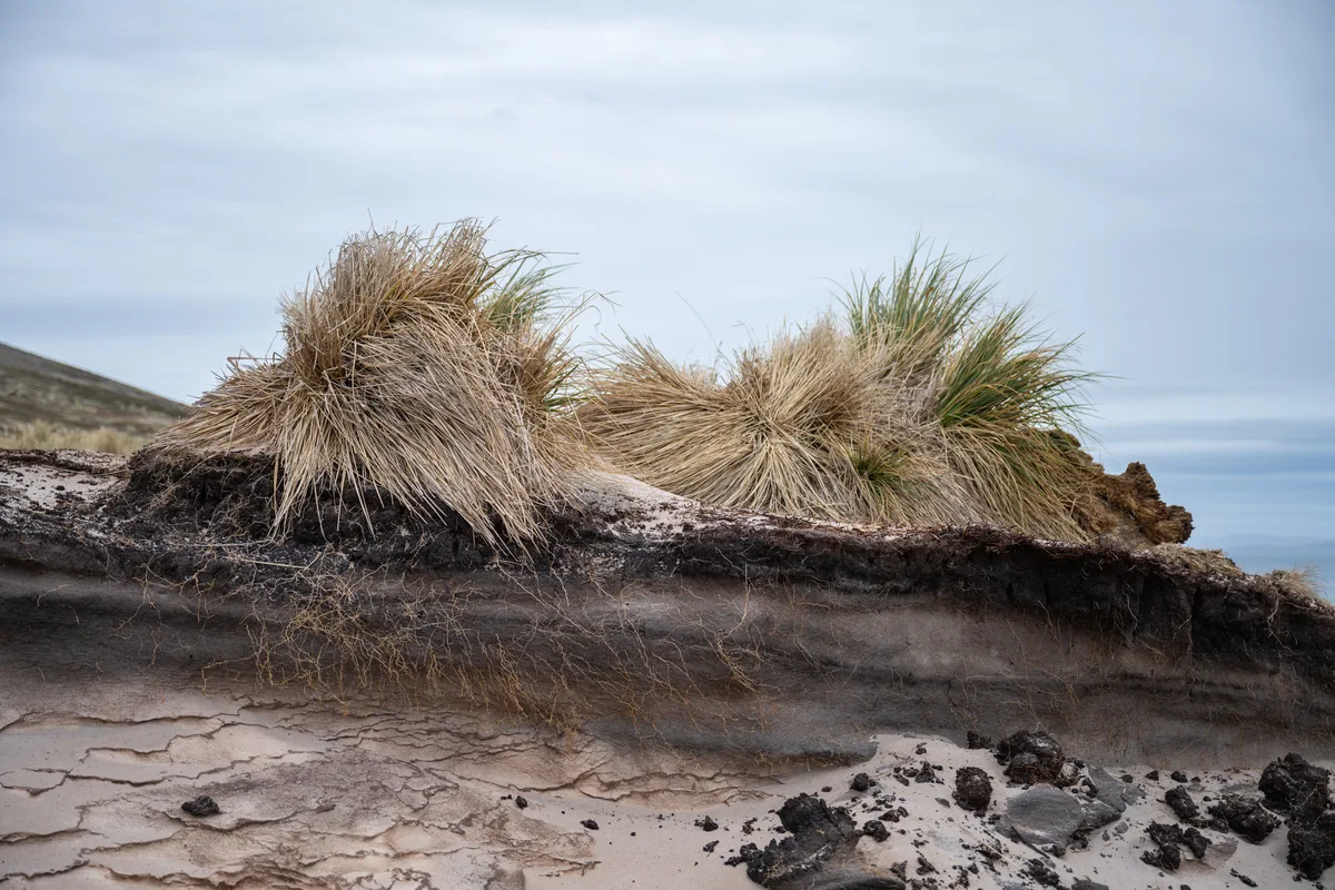 Common Tussock Grass (Poa flabellata)