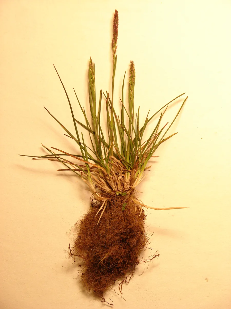 Kentucky Bluegrass (Poa pratensis)
