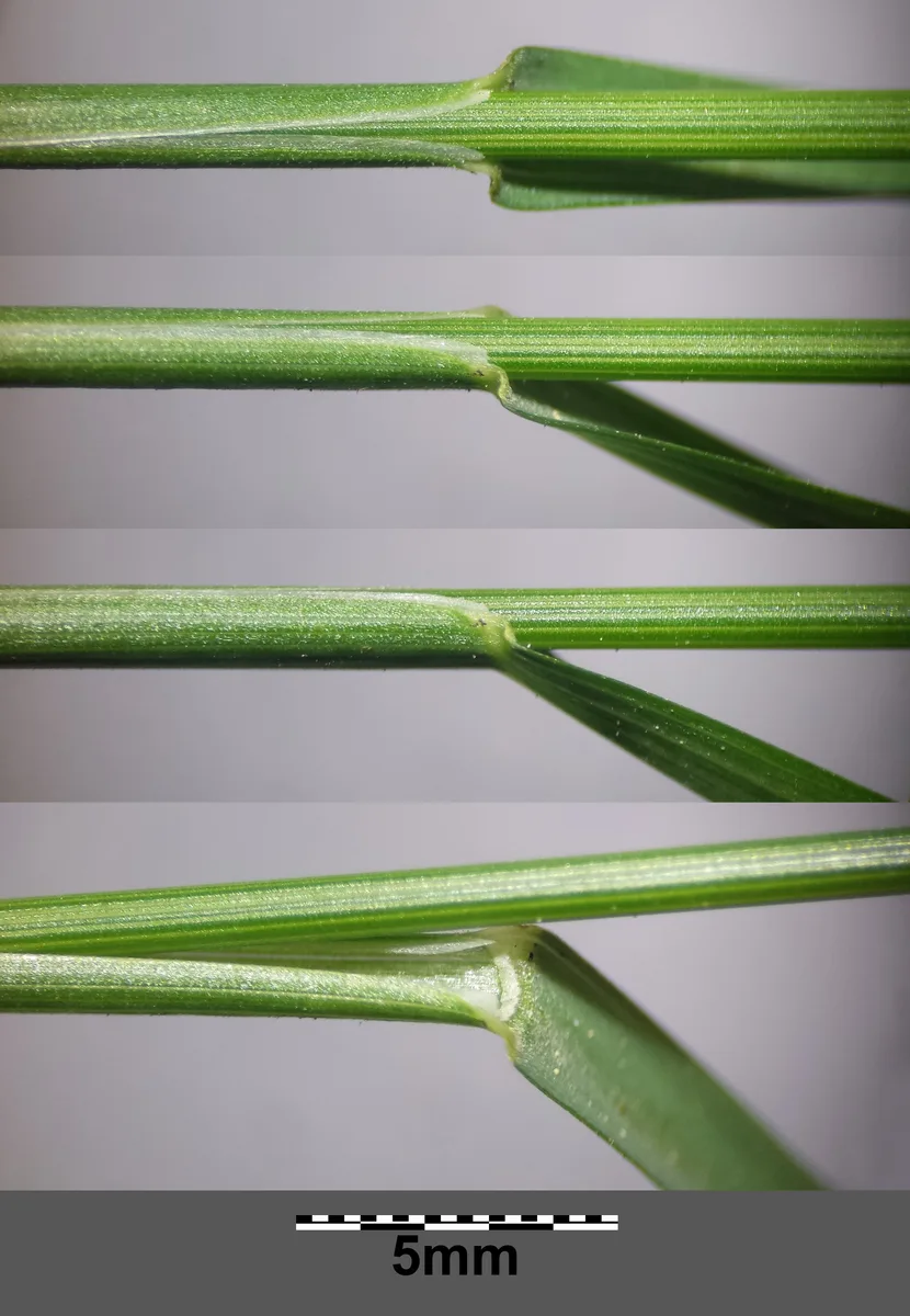 Wood Bluegrass (Poa nemoralis)