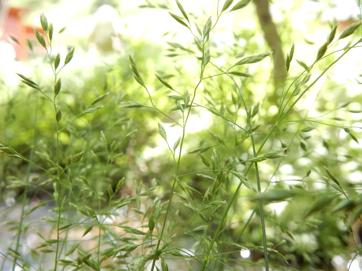 Fowl Bluegrass (Poa palustris)