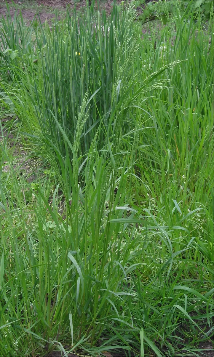 Rough Bluegrass (Poa trivialis)