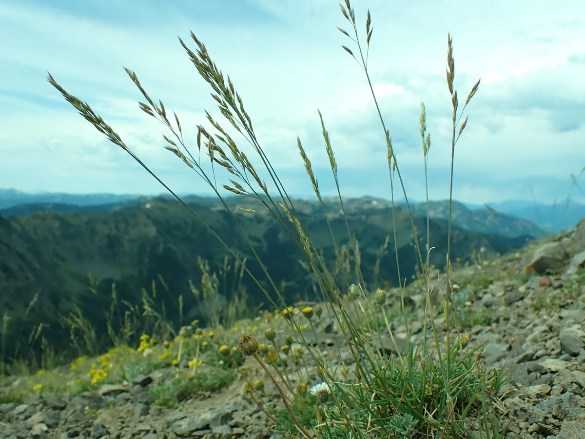 Nevada Bluegrass (Poa secunda)
