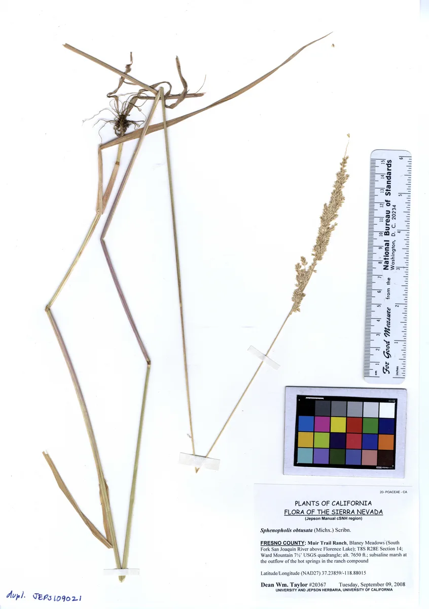 Prairie Wedgescale