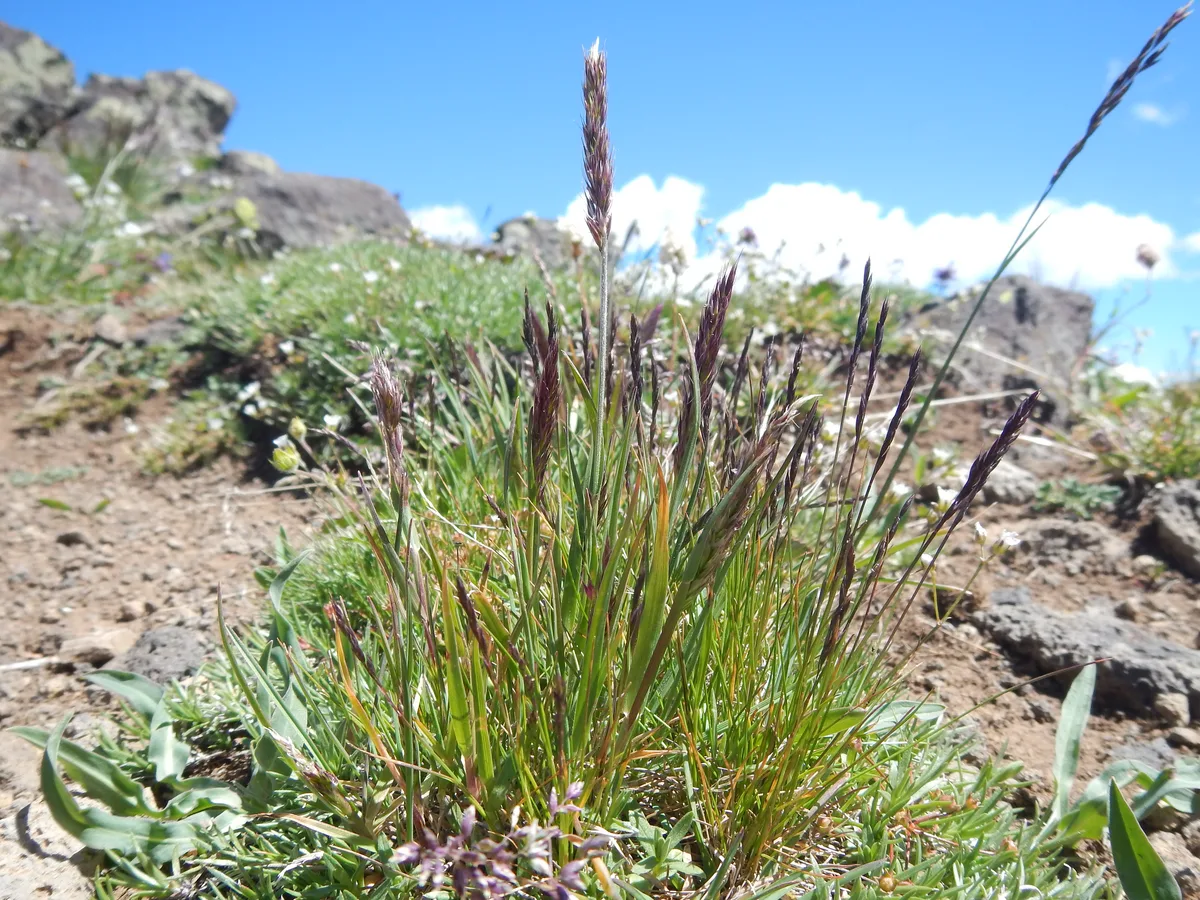 Purple Oatgrass (Trisetum spicatum)