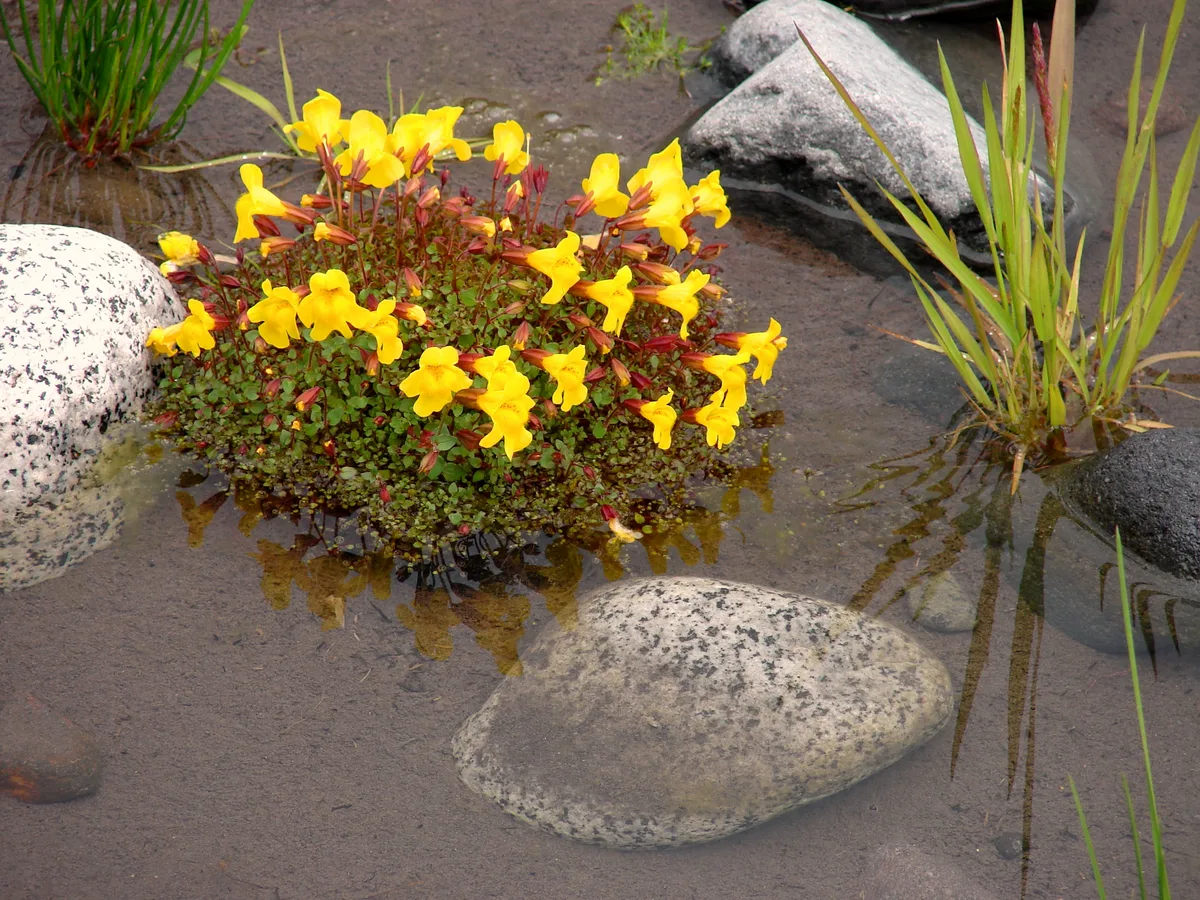 Yellow Monkeyflower (Erythranthe lutea)
