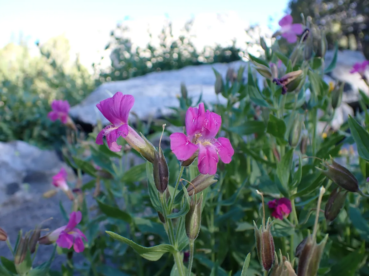 Purple Monkeyflower (Diplacus kelloggii)