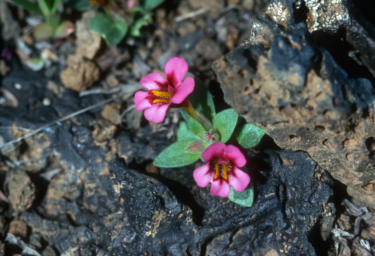Dwarf Monkeyflower (Erythranthe naniflora)