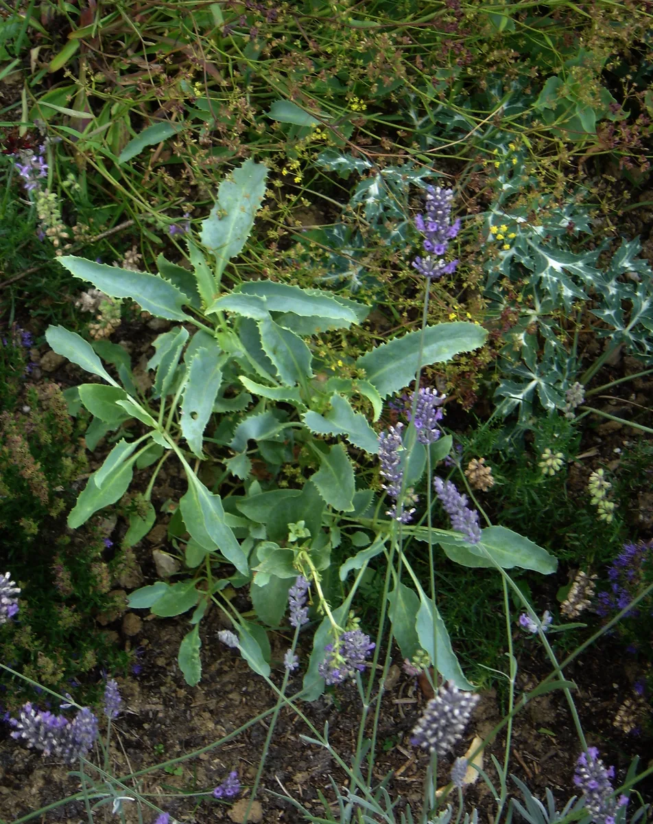 Palmer Penstemon