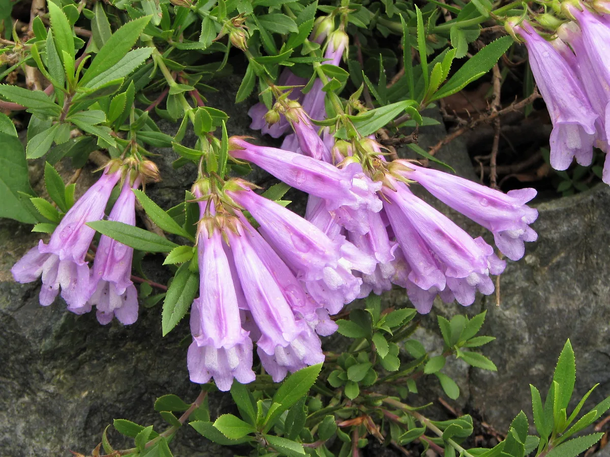Davidson Penstemon (Penstemon davidsonii)