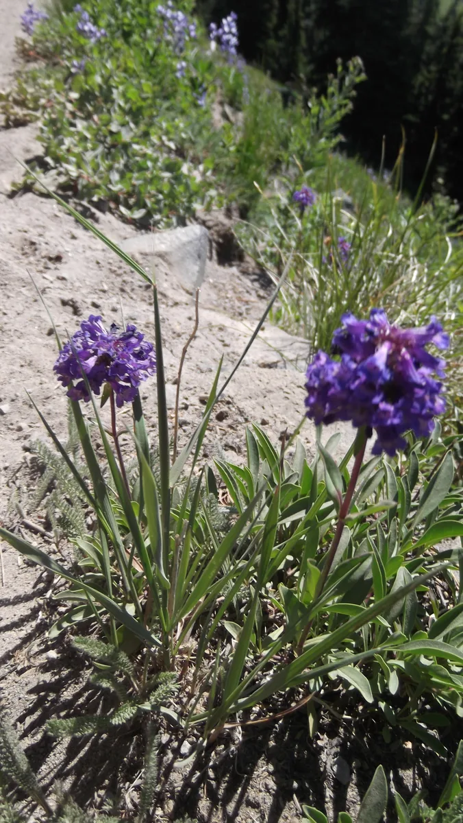 Smallflower Penstemon (Penstemon procerus)