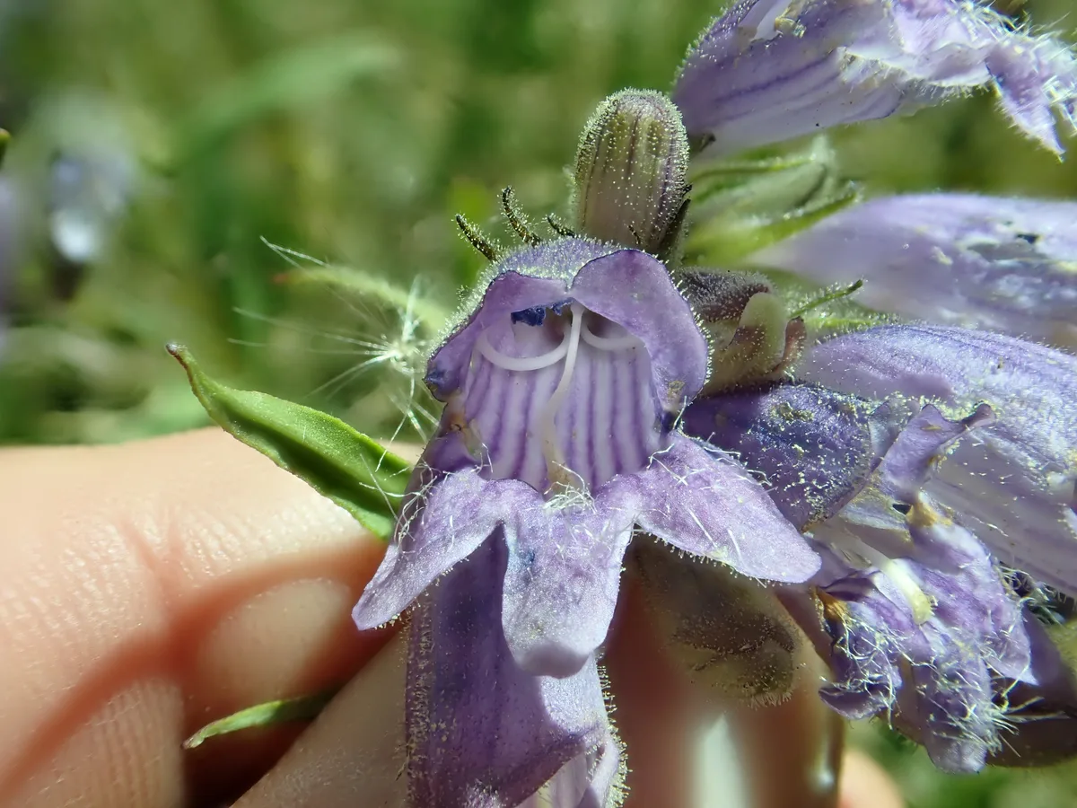 Whipple Penstemon (Penstemon whippleanus)