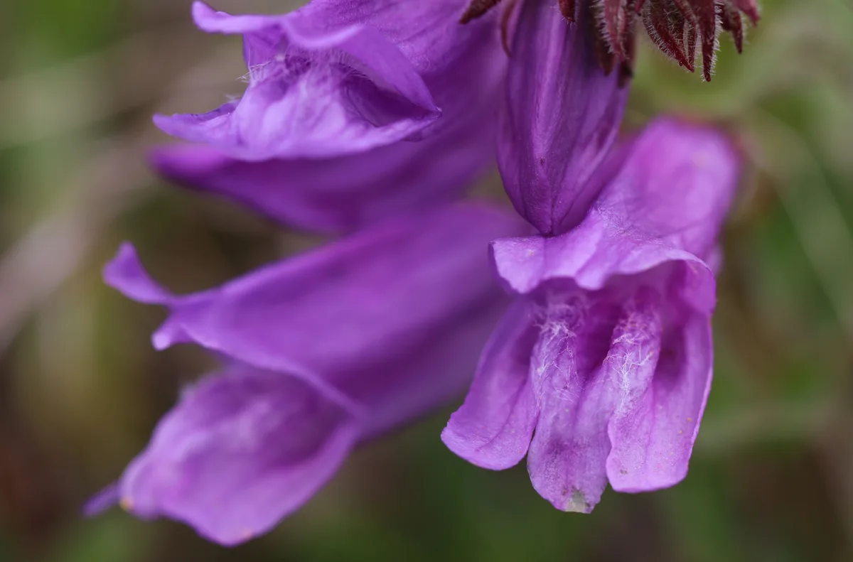 Cardwell Penstemon (Penstemon cardwellii)