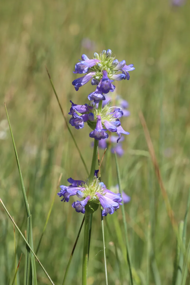 Rydberg Penstemon