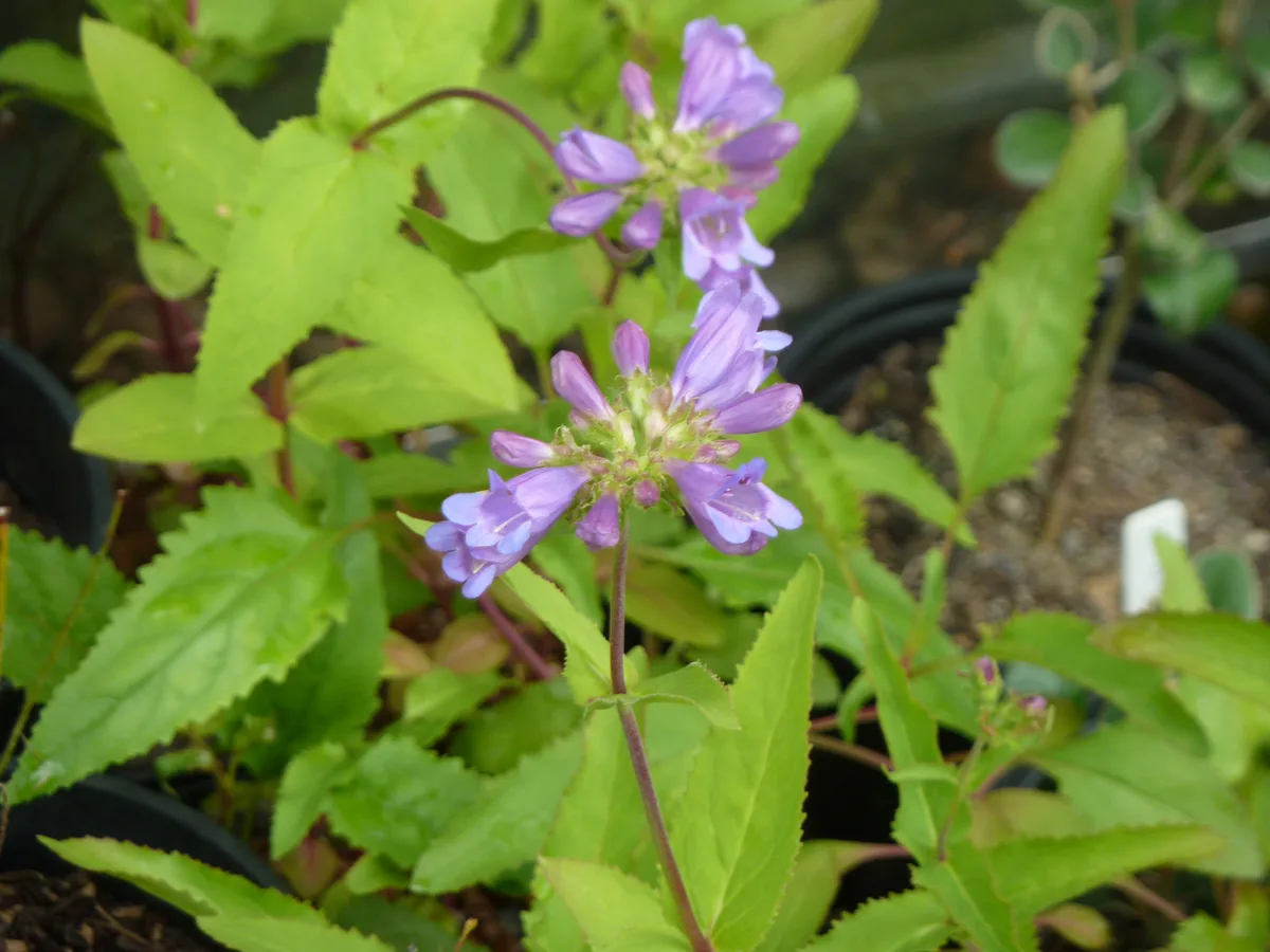 Sawsepal Penstemon (Penstemon serrulatus)