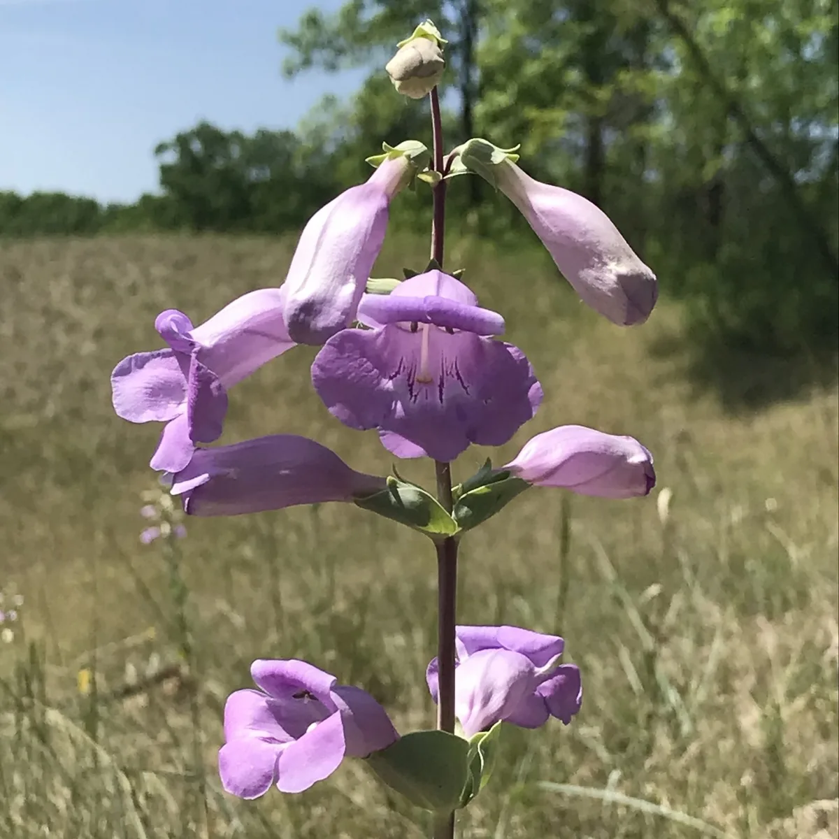Large Beardtongue (Penstemon grandiflorus)