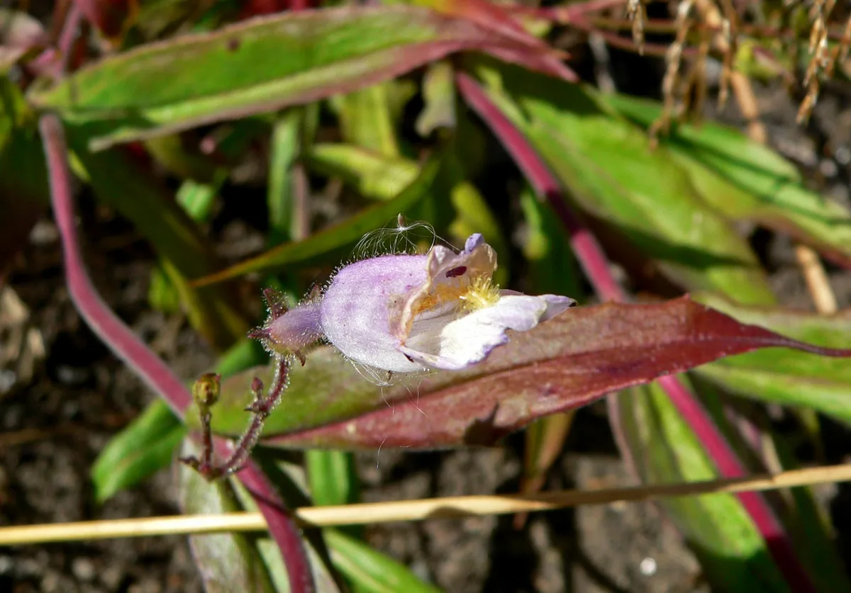 Slender Beardtongue (Penstemon gracilis)