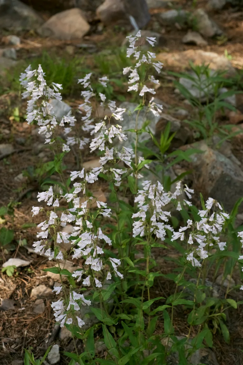 Arkansas Beardtongue (Penstemon arkansanus)