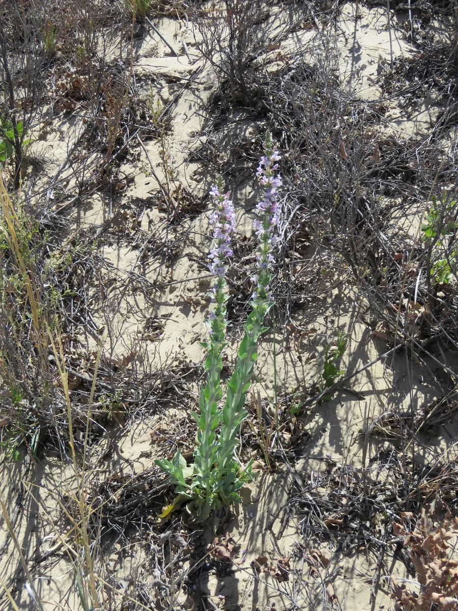 Buckley Penstemon (Penstemon buckleyi)