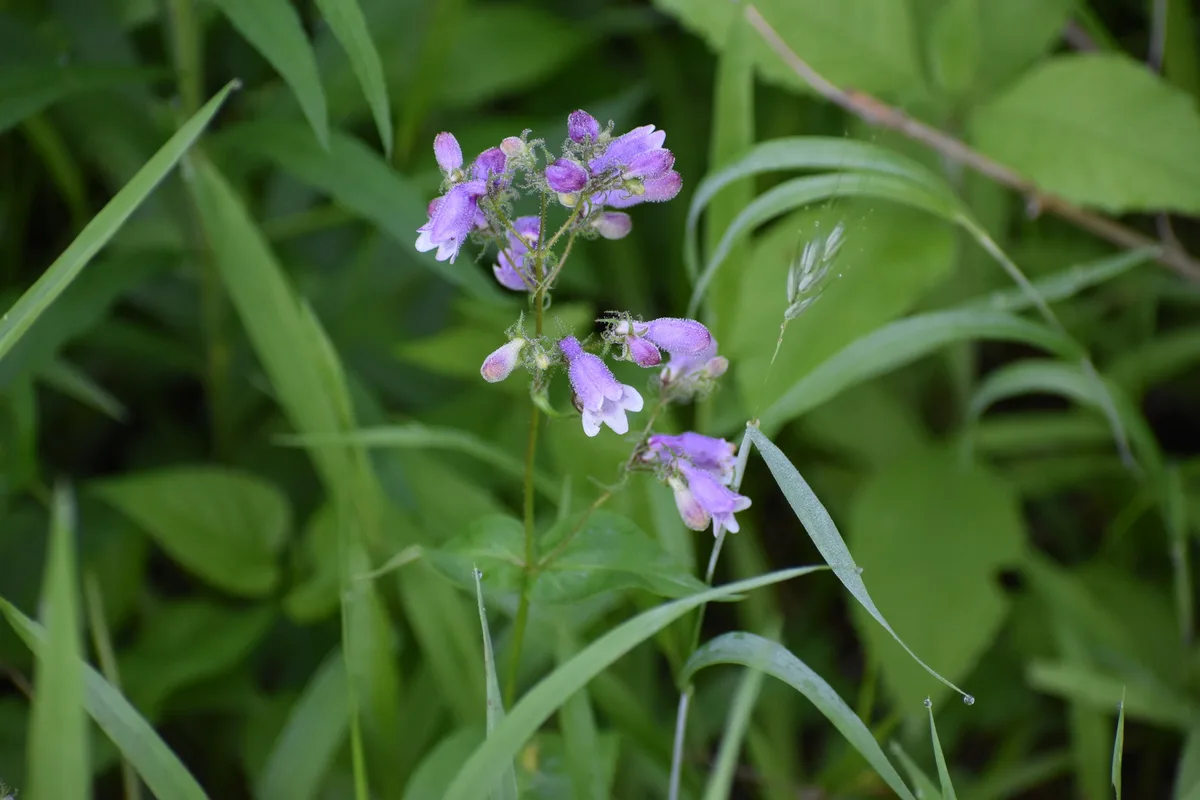 Calico Beardtongue