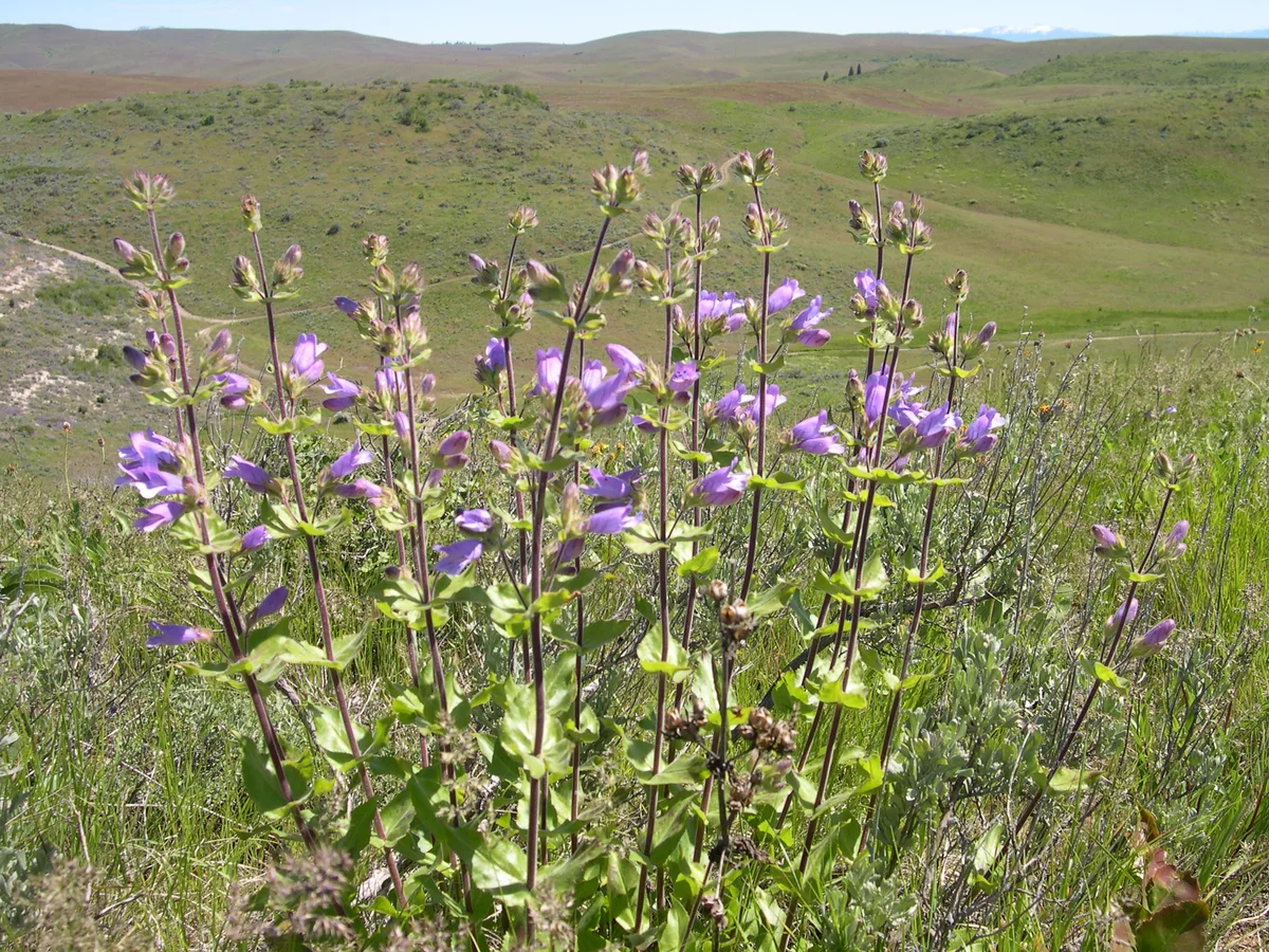 Clammy Penstemon (Penstemon glandulosus)