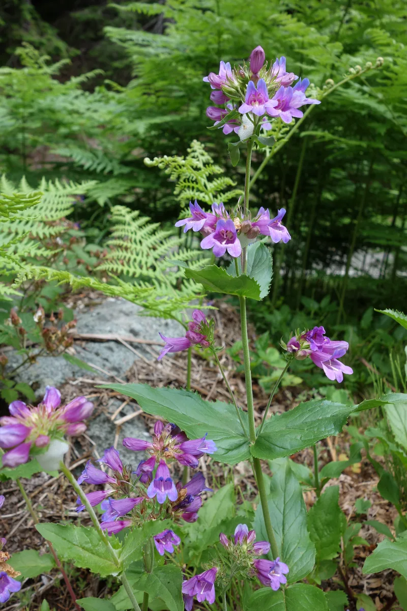 Cascade Penstemon (Penstemon serrulatus var. serrulatus)