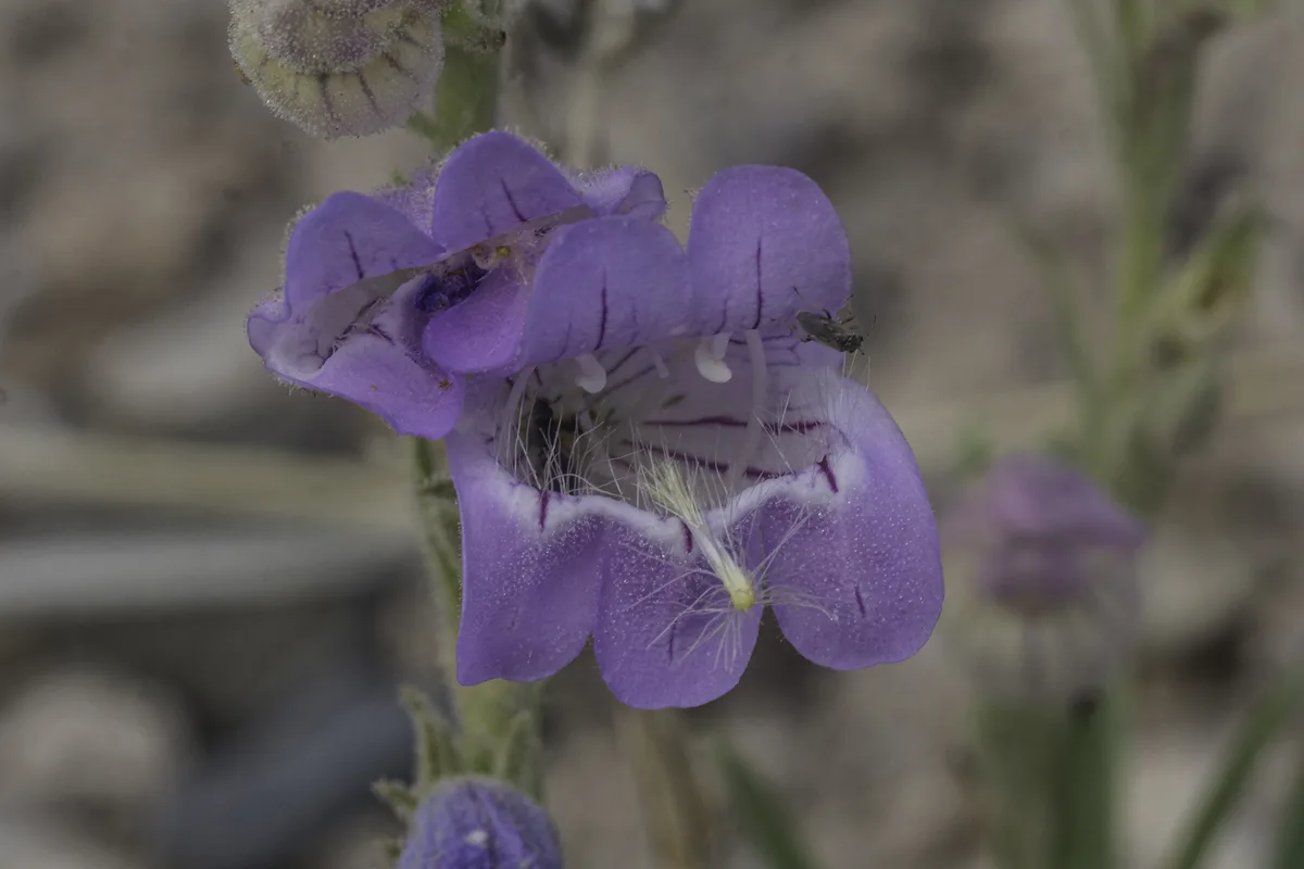 James Penstemon (Penstemon jamesii)