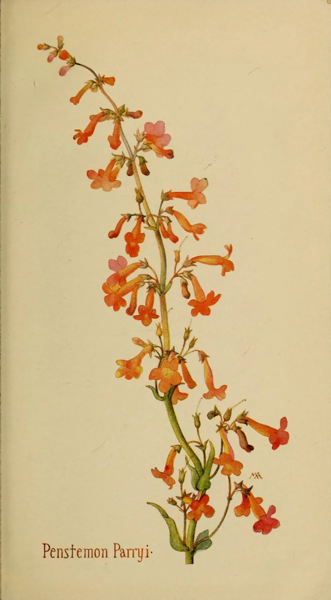 Parry Penstemon (Penstemon parryi)