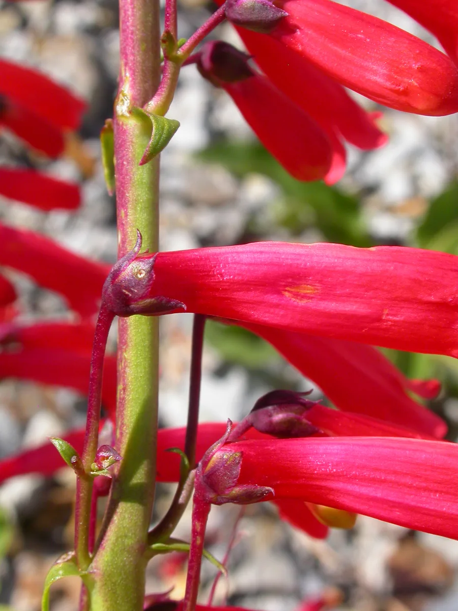 Eaton Firecracker (Penstemon eatonii var. eatonii)