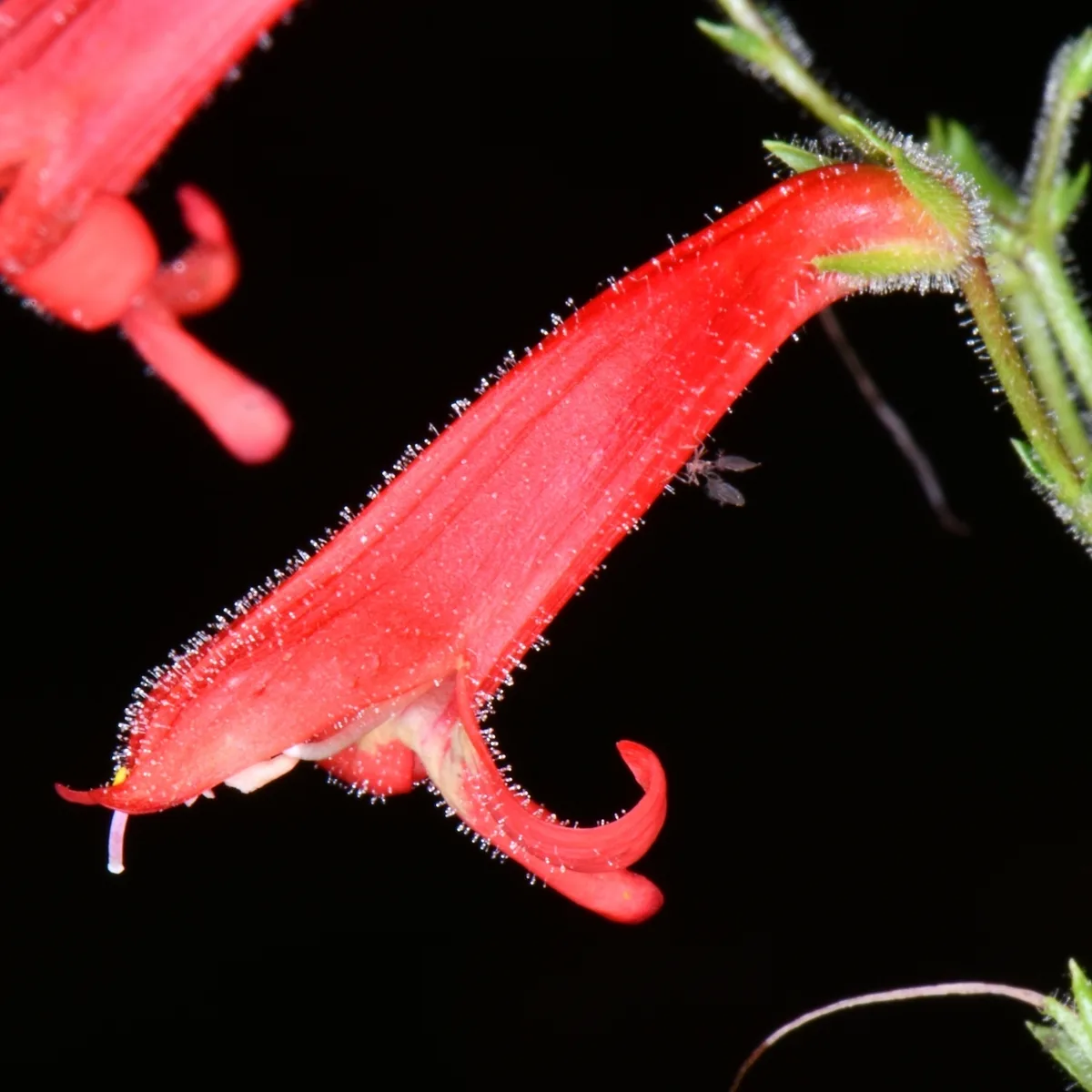 Bridge Penstemon (Penstemon rostriflorus)