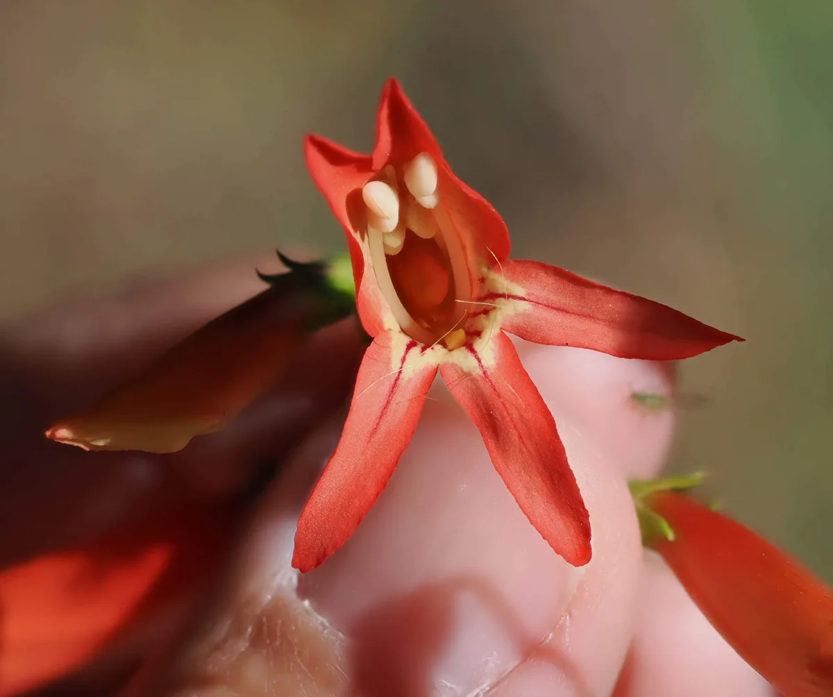 Torrey Penstemon (Penstemon barbatus var. torreyi)
