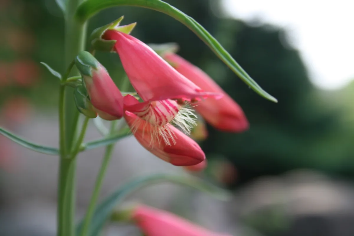 Scarlet Beardtongue (Penstemon barbatus)