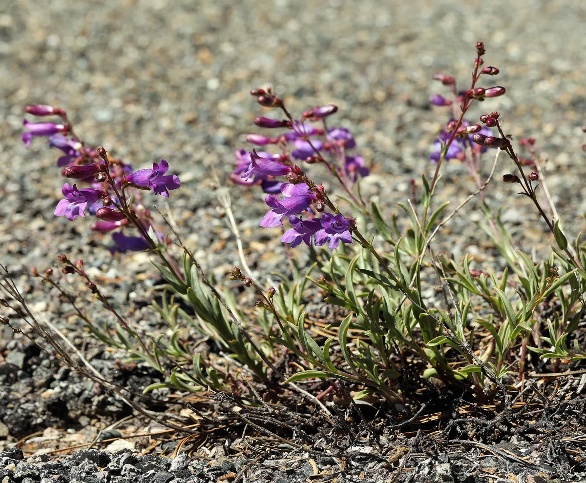 Littleflower Penstemon (Penstemon parvulus)