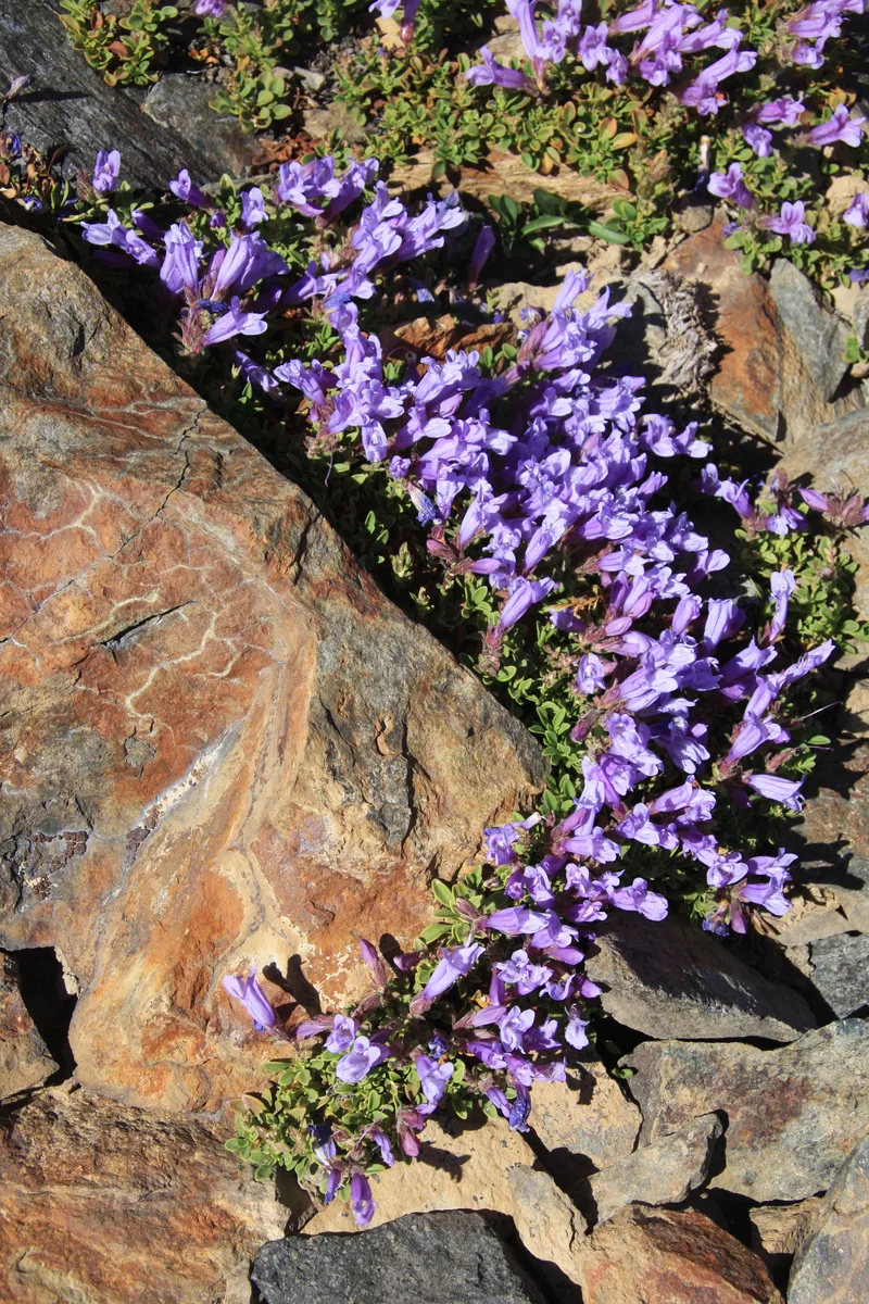 Alpine Penstemon (Penstemon davidsonii var. menziesii)