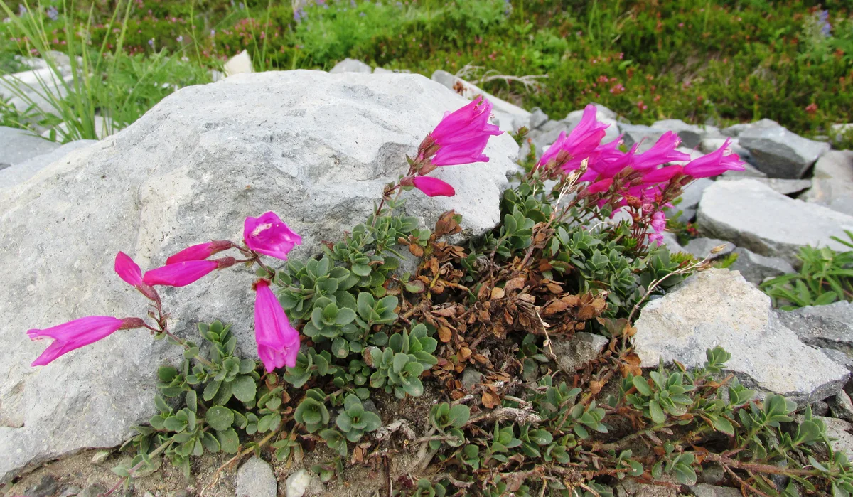 Sunset Penstemon