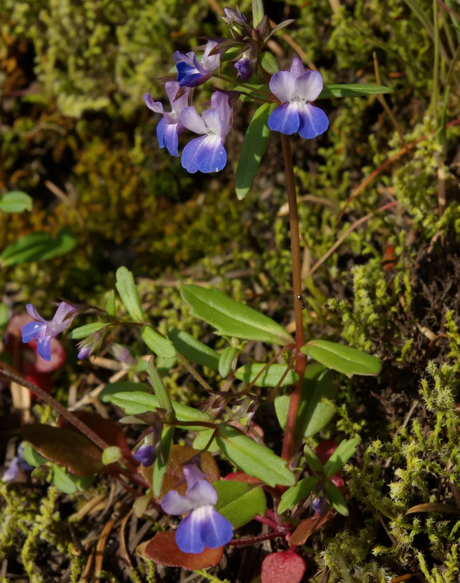 Blue Lips (Collinsia grandiflora)