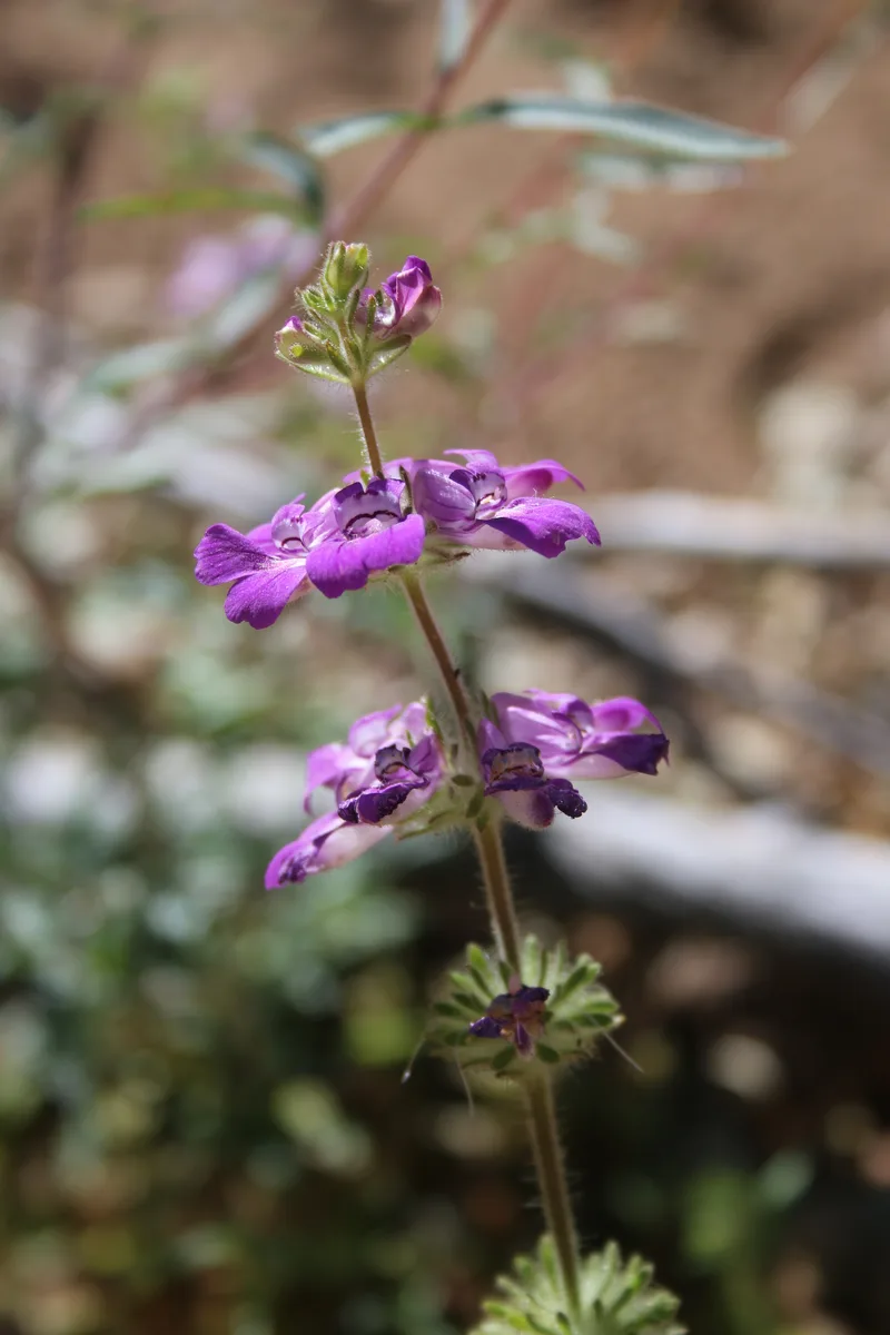 Sticky Chinese Houses (Collinsia tinctoria)