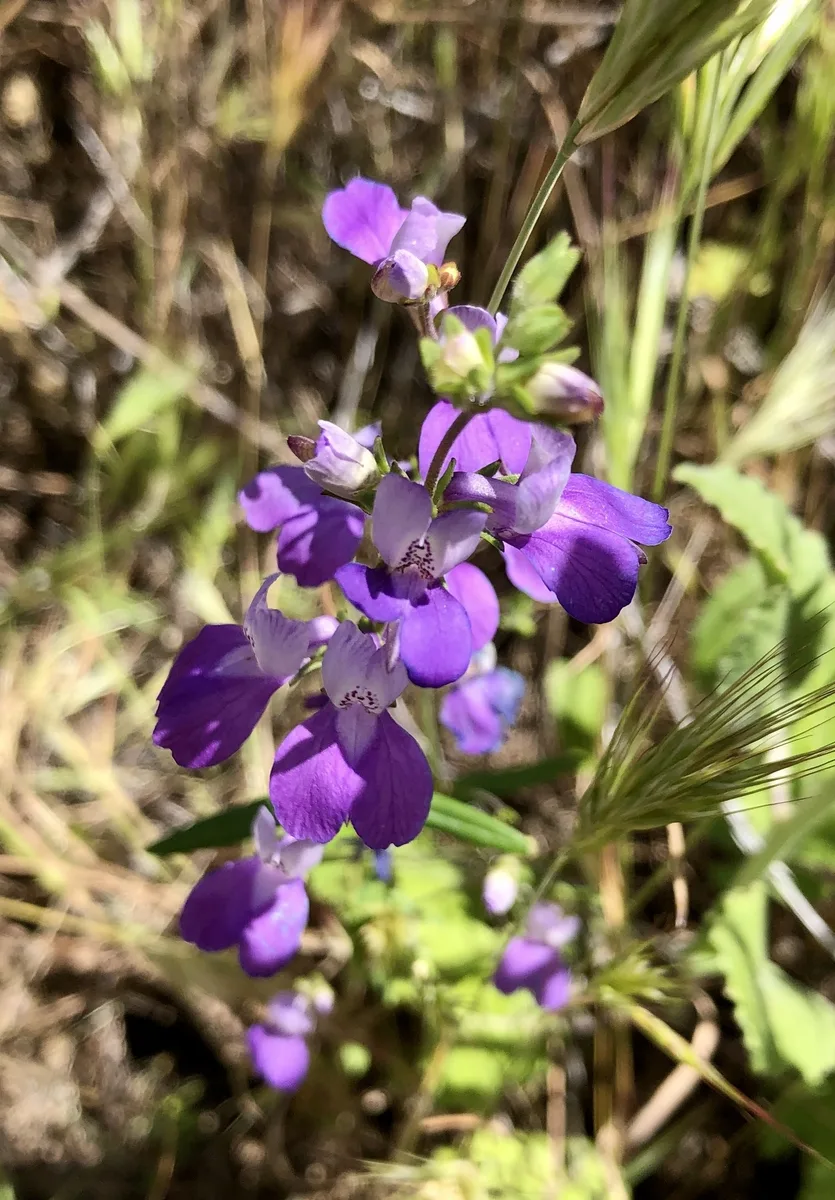 Southern Blue Eyed Mary