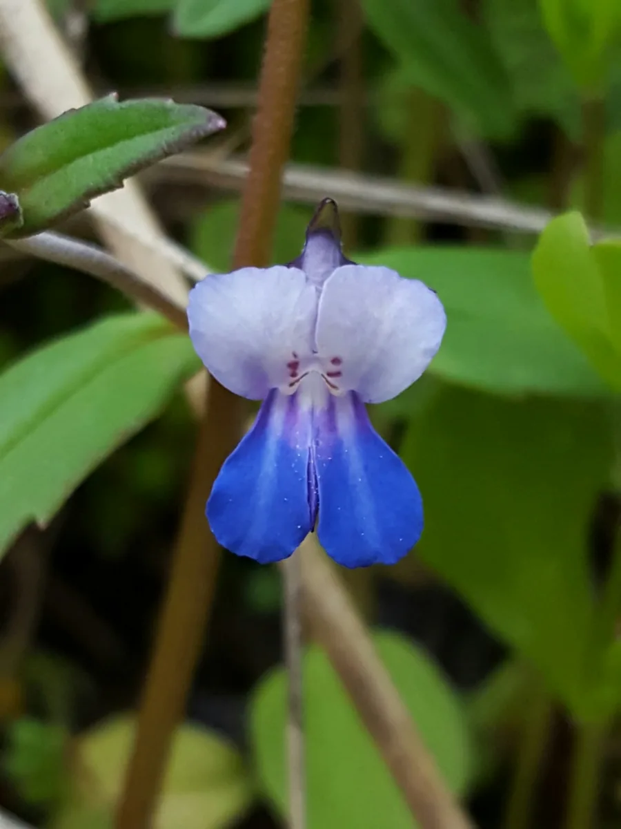 Giant Blue Eyed Mary (Collinsia grandiflora var. grandiflora)