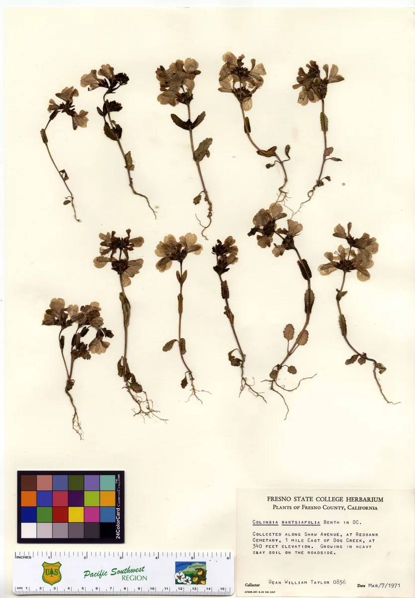 Purple Chinese Houses (Collinsia bartsiifolia)