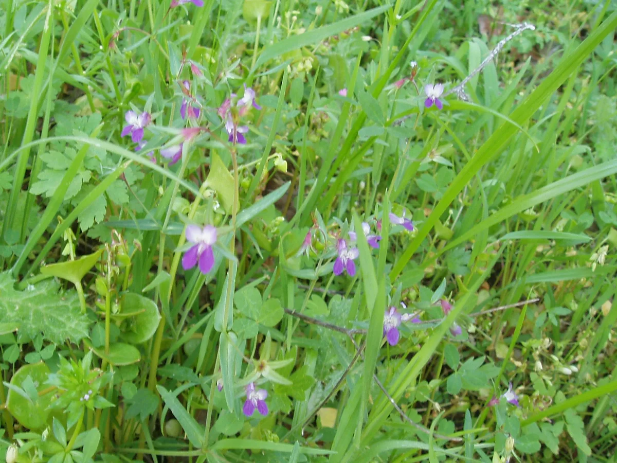 Smallflower Collinsia (Collinsia sparsiflora)