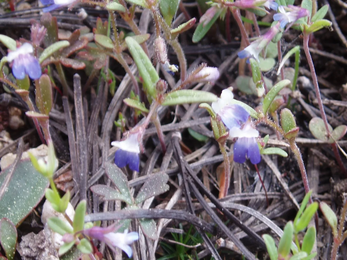 Seep Collinsia