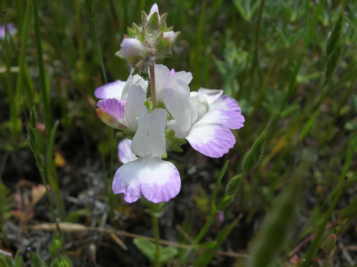 Desert Collinsia