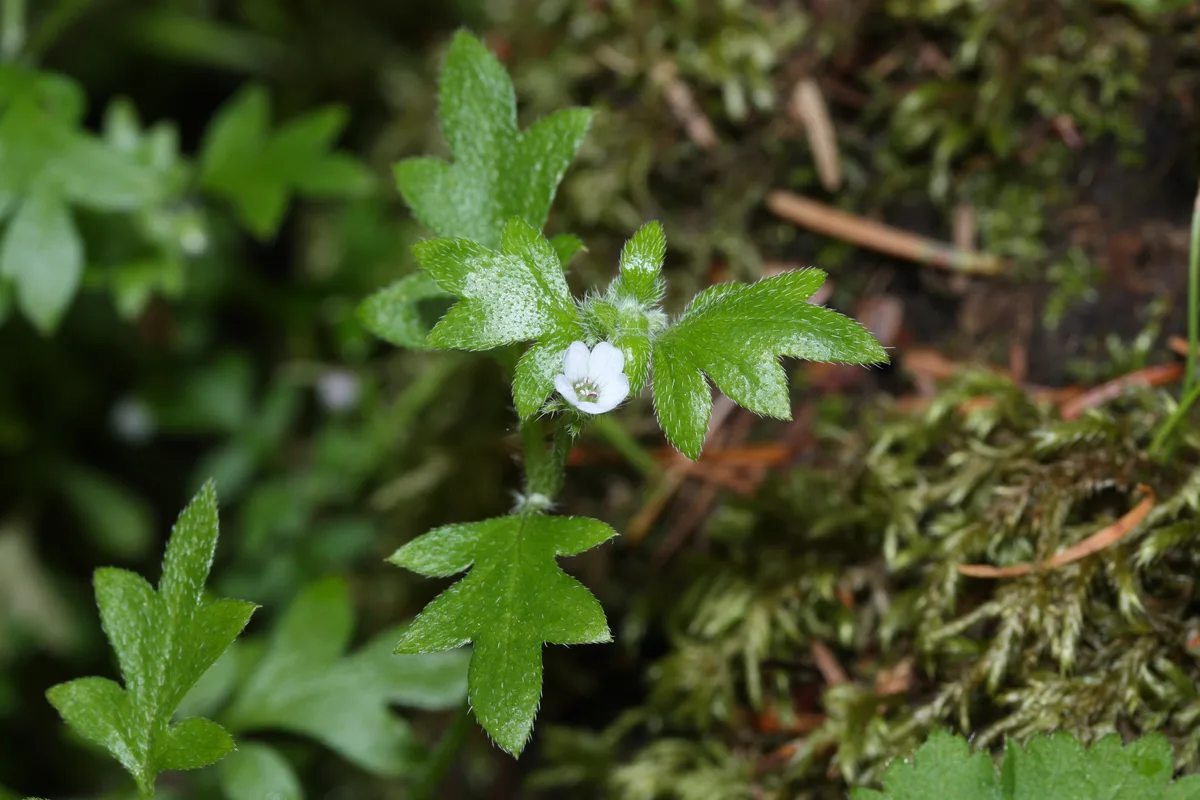 Smallflower Nemophila