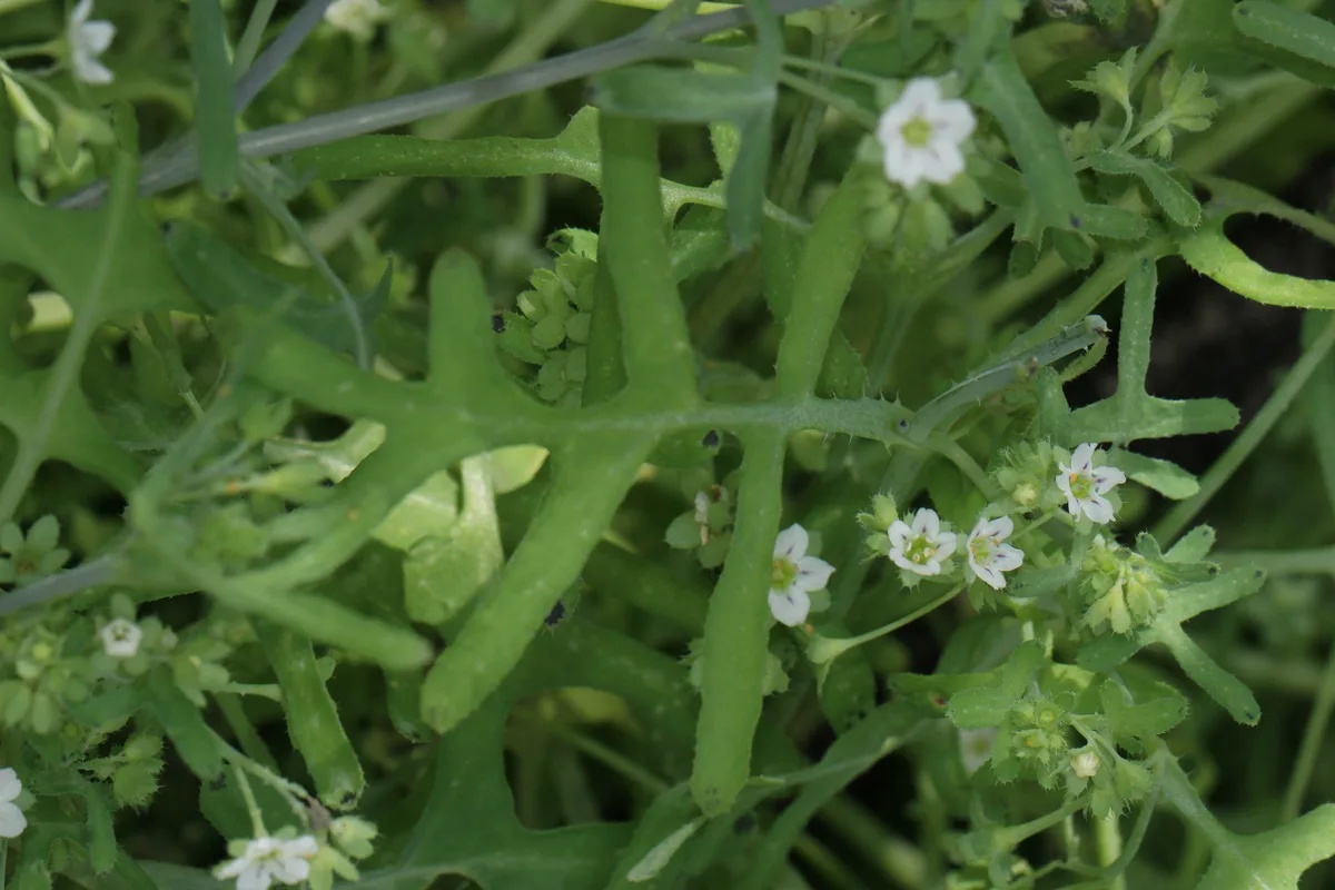 White Fiesta Flower