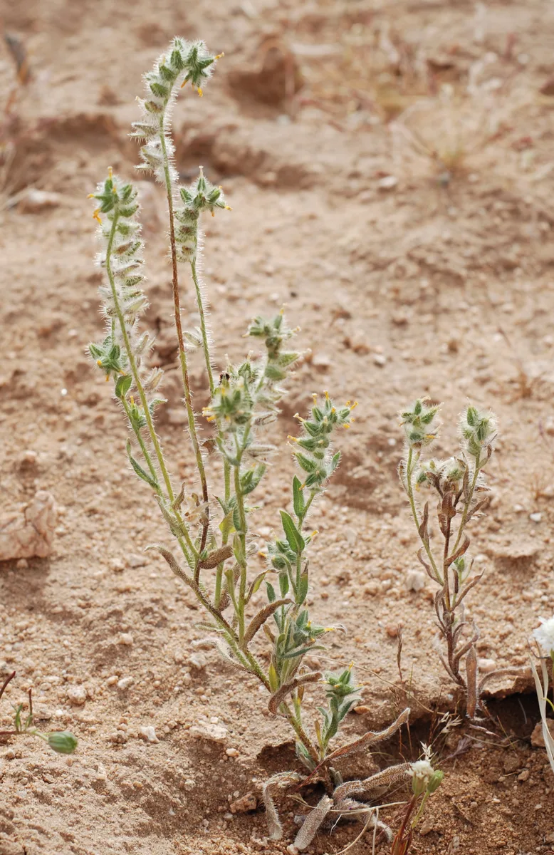 Rigid Fiddleneck