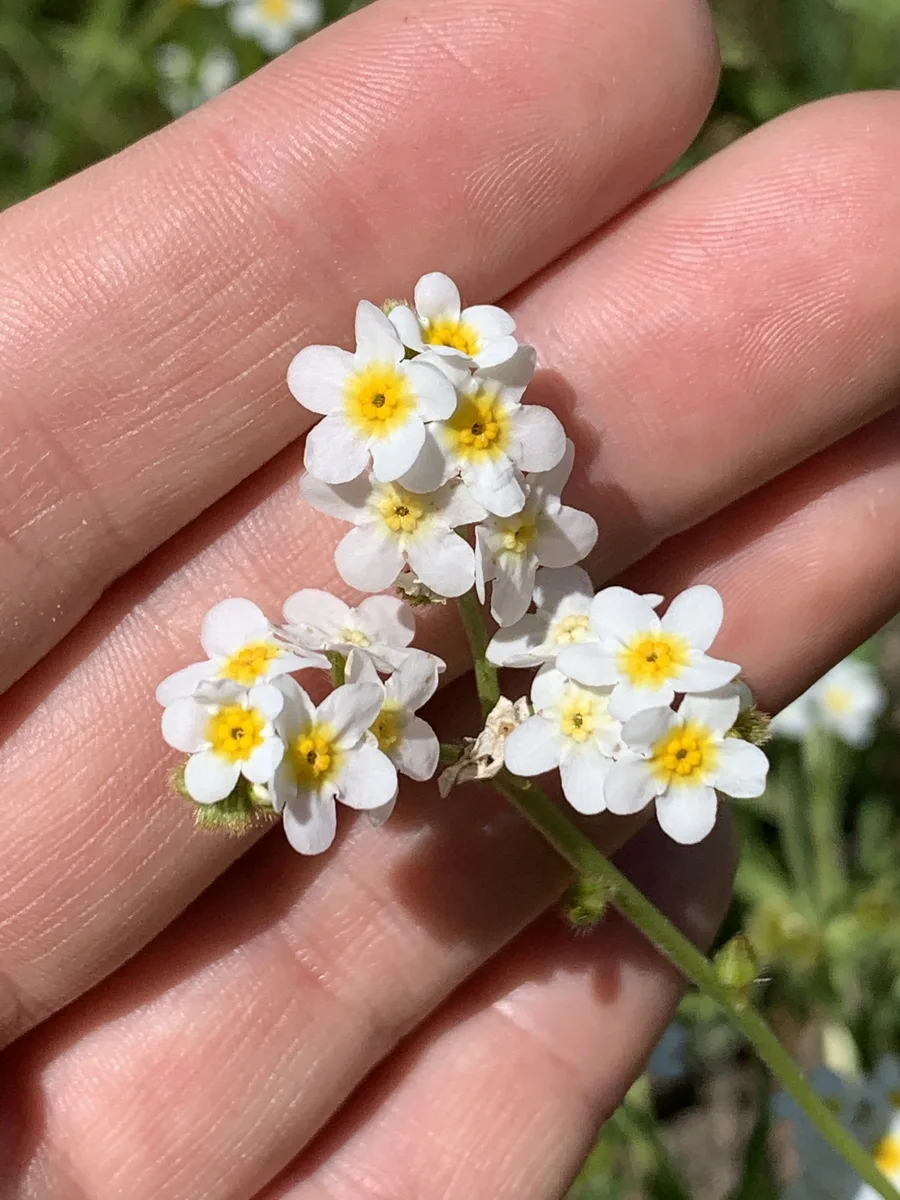 Fragrant Popcorn Flower (Plagiobothrys figuratus)