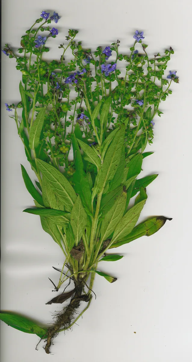 Blue Houndstongue (Cynoglossum amabile)